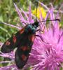 169730 – Photo : Christian Berquer – France (50)