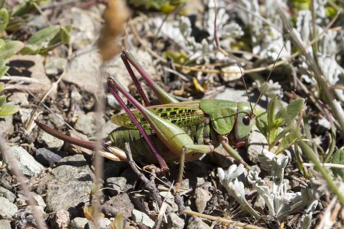 Daniel Mauras - Decticus verrucivorus verrucivorus - réf. 169345 (1100 x 733 pixels, 208 ko)