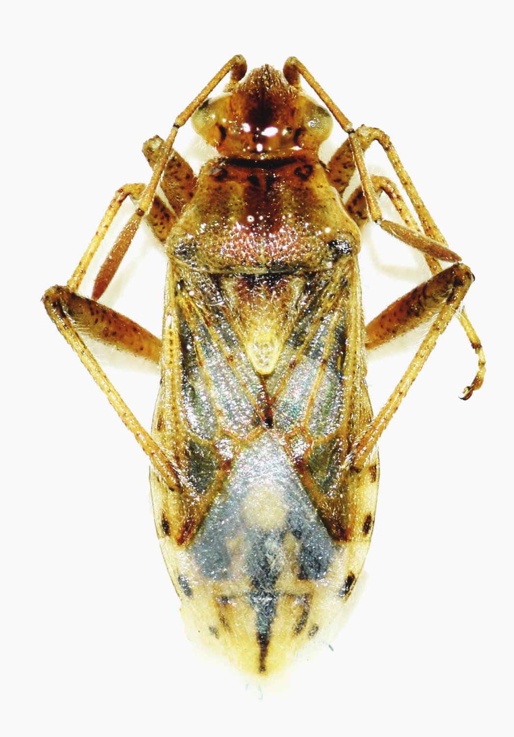 Barış Çerçi - Stictopleurus subtomentosus - réf. 169445 (1047 x 1500 pixels, 217 ko)