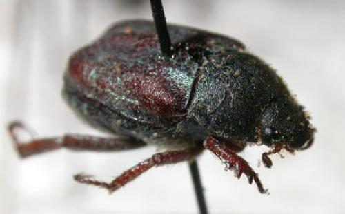 Hoplia philanthus