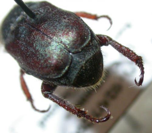 Hoplia philanthus