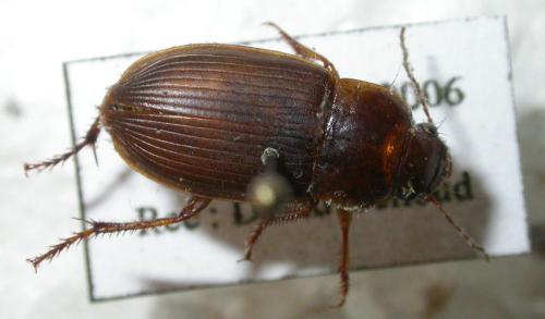 Cryptophonus melancholicus