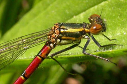 Pyrrhosoma nymphula