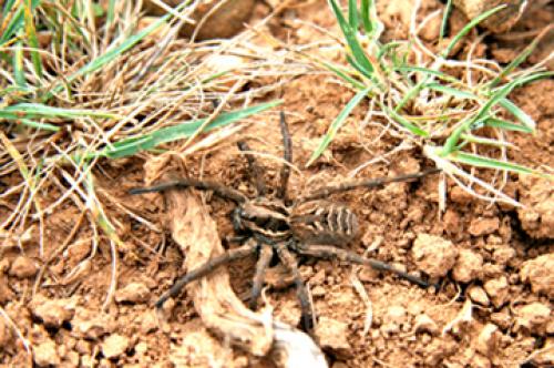 Lycosa tarantula