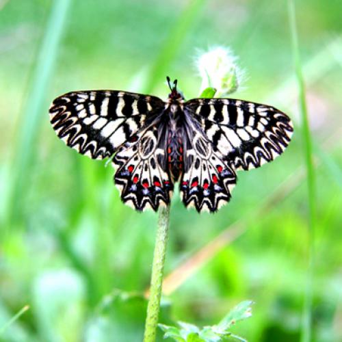 Zerynthia polyxena