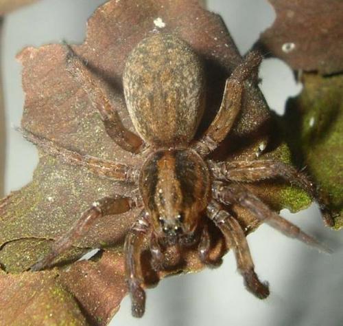 Trochosa sp.