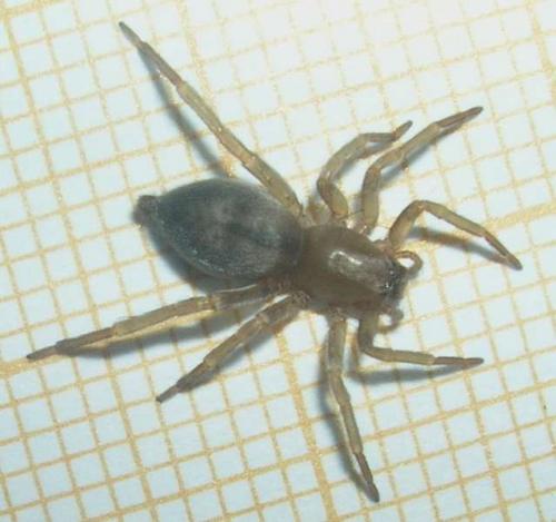 Clubiona sp.