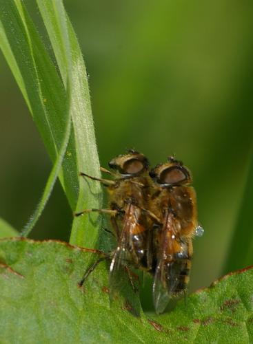 Eristalis sp.