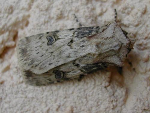 Agrotis puta