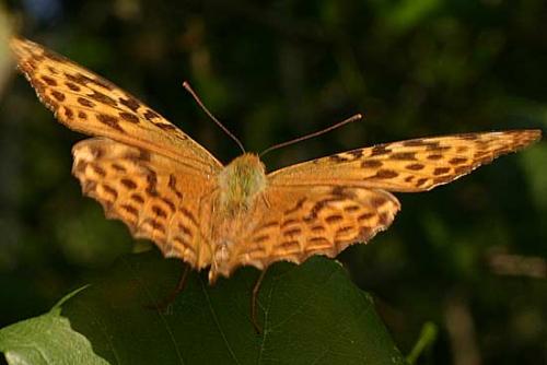 Argynnis paphia