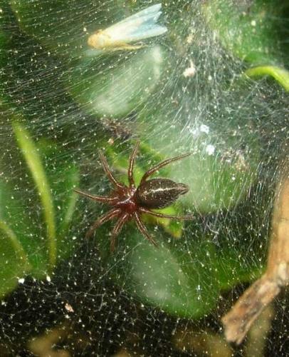 Agelena labyrinthica