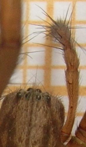 Eratigena atrica