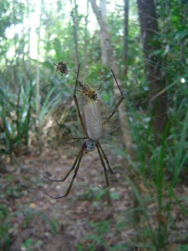 Réf. 17 185 : Trichonephila clavipes