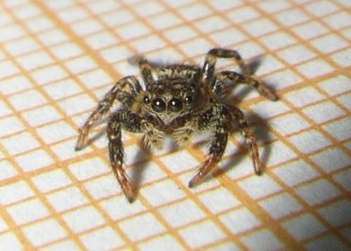 Euophrys sp.