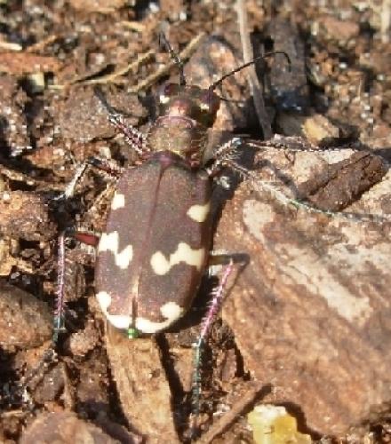 Cicindela hybrida