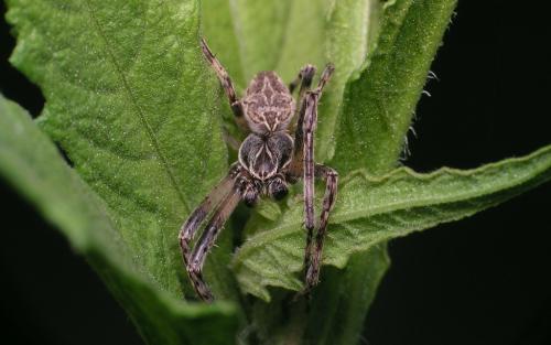 Réf. 17 866 : Larinioides sclopetarius