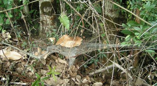 Agelena labyrinthica
