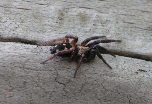 Callilepis sp.