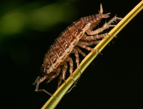 Philoscia muscorum