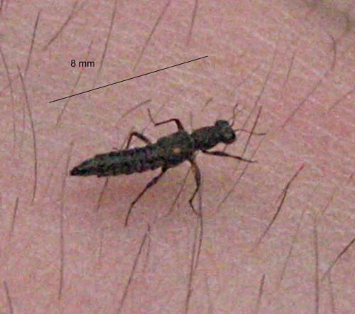 Stenus sp.