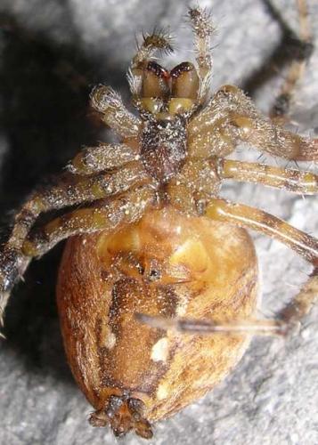 Araneus diadematus