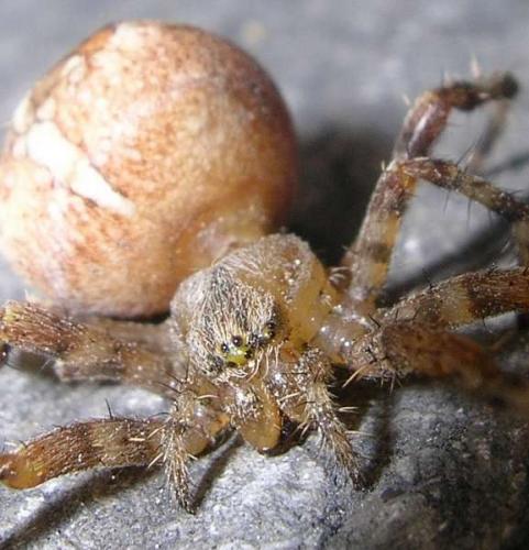 Araneus diadematus