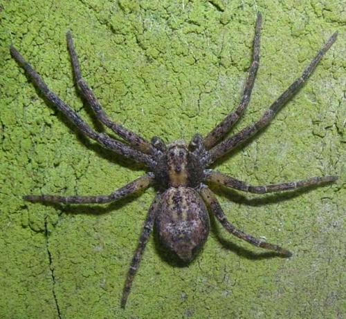 Philodromus sp.
