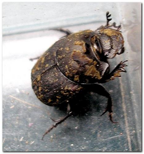 Onthophagus sp.