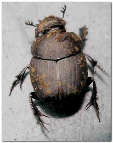 Réf. 17 694 : Onthophagus sp.