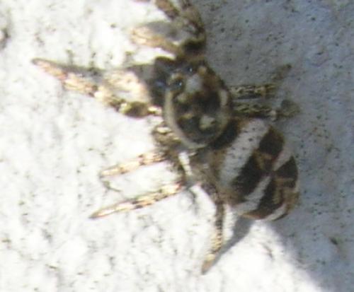 Salticus scenicus