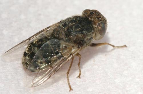 Oestrus ovis