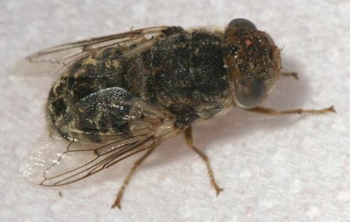 Oestrus ovis