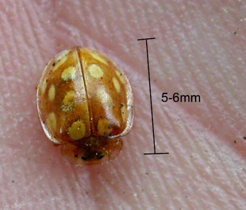 Halyzia sedecimguttata