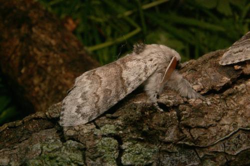 Réf. 17 902 : Calliteara pudibunda