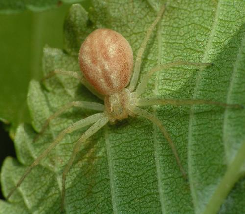 Philodromus sp.