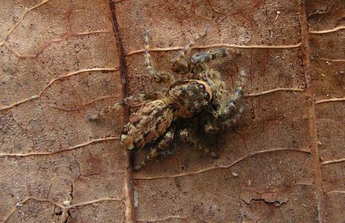 Marpissa muscosa