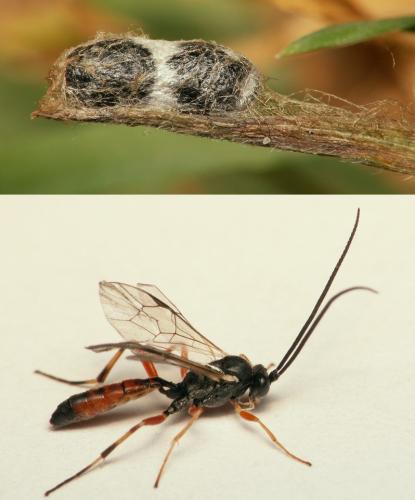 Réf. 17 952 : Diadegma sp.
