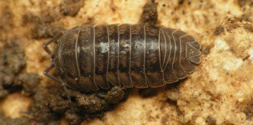 Réf. 17 921 : Armadillidium nasatum