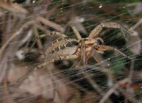Agelena labyrinthica