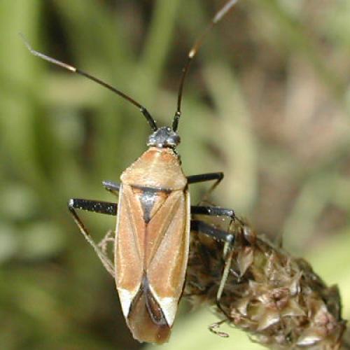 Réf. 17 335 : Calocoris nemoralis