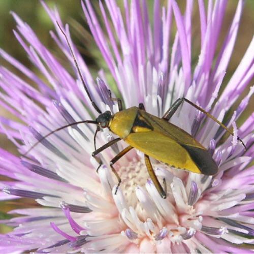Calocoris nemoralis