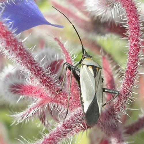 Calocoris nemoralis
