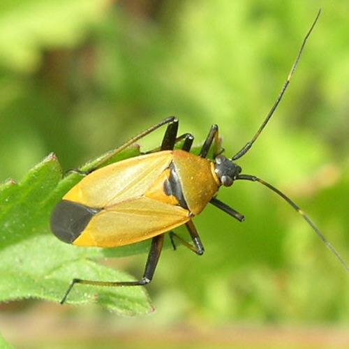 Réf. 17 318 : Calocoris nemoralis