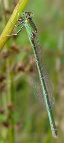 Coenagrion sp.