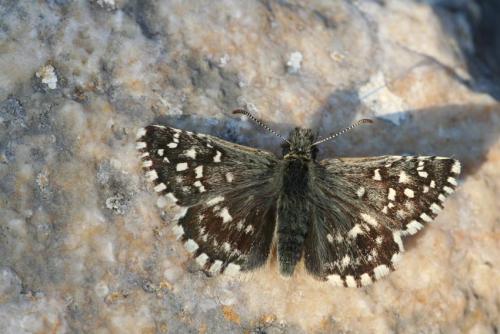 Pyrgus malvoides