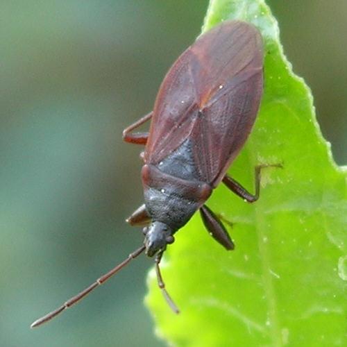 Gastrodes grossipes