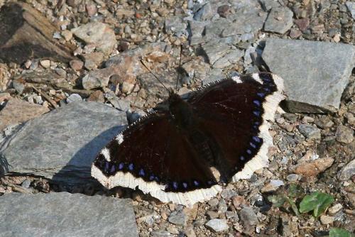 Réf. 17 570 : Nymphalis antiopa