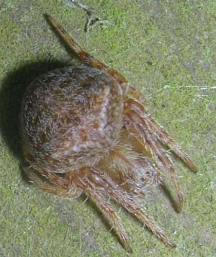 Réf. 17 219 : Araneus sp.