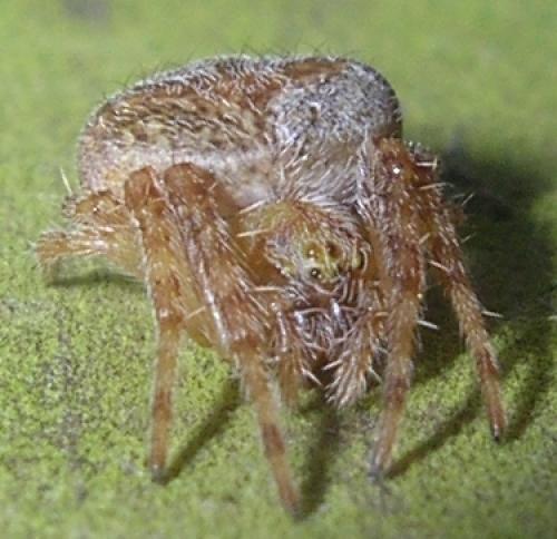 Araneus sp.
