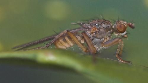 Scathophaga sp.